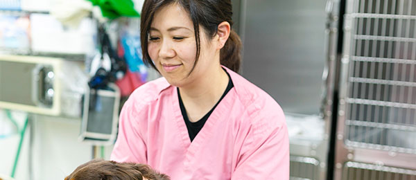 動物看護師・診療アシスタント